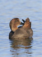 Gadwall